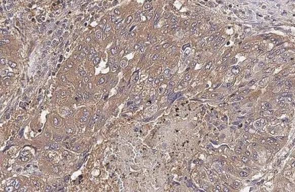 Immunohistochemistry-Paraffin DSPP Antibody - BSA Free
