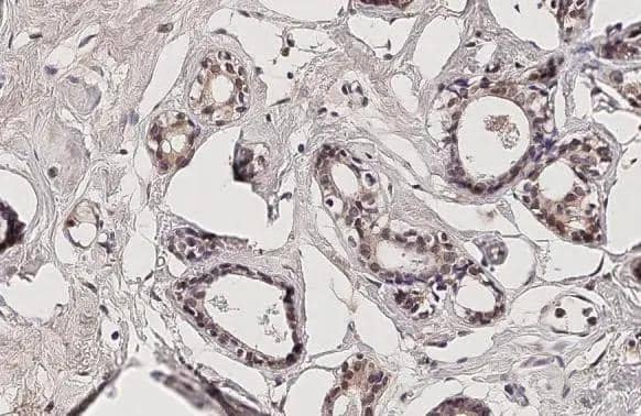 Immunohistochemistry-Paraffin DSPP Antibody - BSA Free