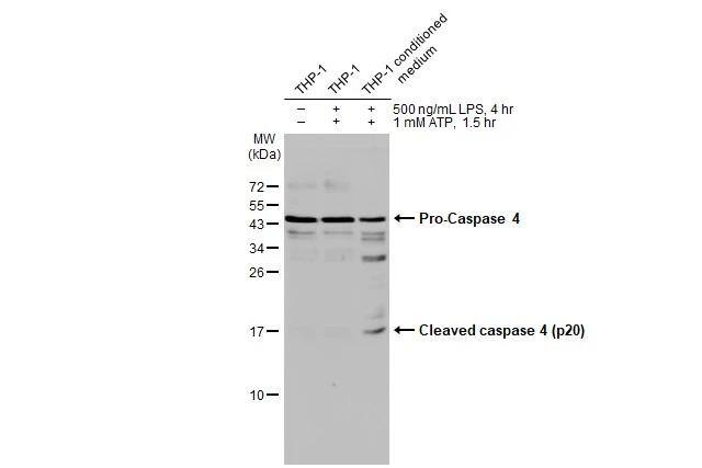 Untreated (-) and treated (+) THP-1 whole cell extract and conditioned medium (30 ug) were separated by 15% SDS-PAGE, and the membrane was blotted with Caspase 4 antibody (NBP3-13397) diluted at 1:500. The HRP-conjugated anti-rabbit IgG antibody  was used to detect the primary antibody, and the signal was developed with Trident ECL plus-Enhanced. 