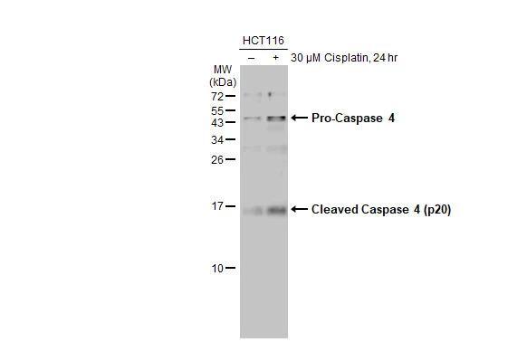 Untreated (-) and treated (+) HCT-116 whole cell extract (30 ug) were separated by 15% SDS-PAGE, and the membrane was blotted with Caspase 4 antibody (NBP3-13397) diluted at 1:500. The HRP-conjugated anti-rabbit IgG antibody  was used to detect the primary antibody, and the signal was developed with Trident ECL plus-Enhanced. 