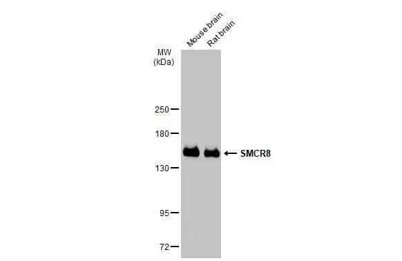 Western Blot SMCR8 Antibody - BSA Free