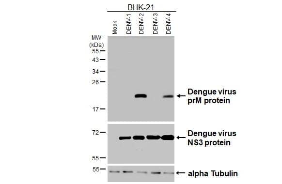 Non-infected and infected BHK-21 whole cell extracts (10 ug) were separated by 15% SDS-PAGE, and the membrane was blotted with Dengue virus prM protein antibody (NBP3-13417) diluted at 1:5000. The HRP-conjugated anti-rabbit IgG antibody  was used to detect the primary antibody. 