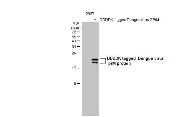 Non-transfected (-) and transfected (+) 293T whole cell extracts (30 ug) were separated by 15% SDS-PAGE, and the membrane was blotted with Dengue virus prM protein antibody (NBP3-13417) diluted at 1:5000. The HRP-conjugated anti-rabbit IgG antibody  was used to detect the primary antibody. 