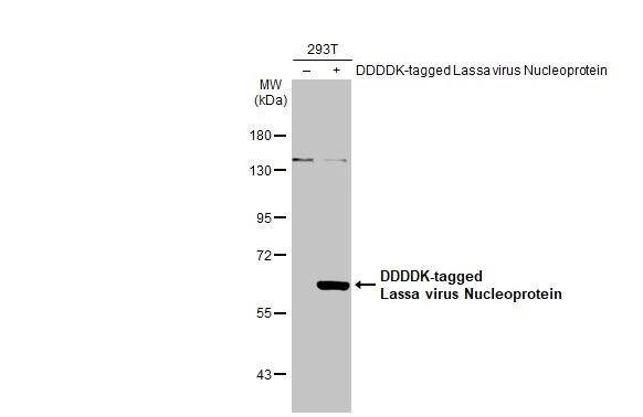 Non-transfected (-) and transfected (+) 293T whole cell extracts (30 ug) were separated by 7.5% SDS-PAGE, and the membrane was blotted with Lassa virus Nucleoprotein antibody (NBP3-13426) diluted at 1:5000. The HRP-conjugated anti-rabbit IgG antibody  was used to detect the primary antibody. 