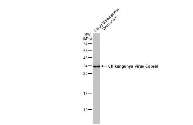 Chikungunya viral lysate  (0.5 ug) was separated by 12% SDS-PAGE, and the membrane was blotted with Chikungunya virus Capsid antibody (NBP3-13436) diluted at 1:1000. The HRP-conjugated anti-rabbit IgG antibody  was used to detect the primary antibody. 