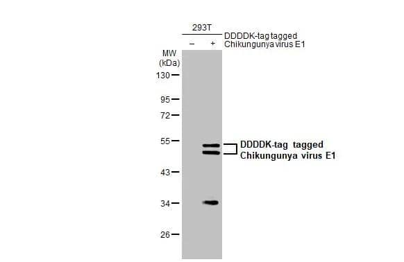 Non-transfected (-) and transfected (+) 293T whole cell extracts (30 ug) were separated by 10% SDS-PAGE, and the membrane was blotted with Chikungunya virus E1 antibody (NBP3-13438) diluted at 1:5000. The HRP-conjugated anti-rabbit IgG antibody  was used to detect the primary antibody. 