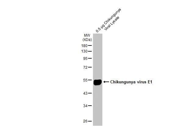 Chikungunya viral lysate (0.5 ug) was separated by 10% SDS-PAGE, and the membrane was blotted with Chikungunya virus E1 antibody (NBP3-13438) diluted at 1:50000. The HRP-conjugated anti-rabbit IgG antibody  was used to detect the primary antibody. 
