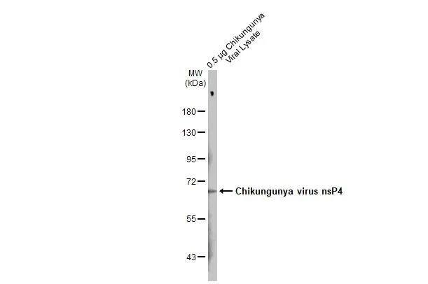 Chikungunya viral lysate (0.5 ug) was separated by 7.5% SDS-PAGE, and the membrane was blotted with Chikungunya virus nsP4 antibody (NBP3-13440) diluted at 1:1000. The HRP-conjugated anti-rabbit IgG antibody  was used to detect the primary antibody, and the signal was developed with Trident ECL plus-Enhanced. 