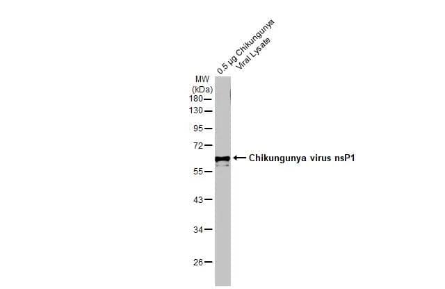 Chikungunya viral lysate  (0.5 ug) was separated by 10% SDS-PAGE, and the membrane was blotted with Chikungunya virus nsP1 antibody (NBP3-13441) diluted at 1:5000. The HRP-conjugated anti-rabbit IgG antibody  was used to detect the primary antibody. 