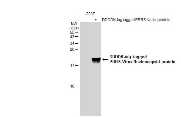 Western Blot: PRRSV Nucleocapsid Antibody [NBP3-13447] - Non-transfected (-) and transfected (+) 293T whole cell extracts (30 ug) were separated by 15% SDS-PAGE, and the membrane was blotted with PRRS Virus Nucleocapsid protein antibody (NBP3-13447) diluted at 1:5000. The HRP-conjugated anti-rabbit IgG antibody  was used to detect the primary antibody.