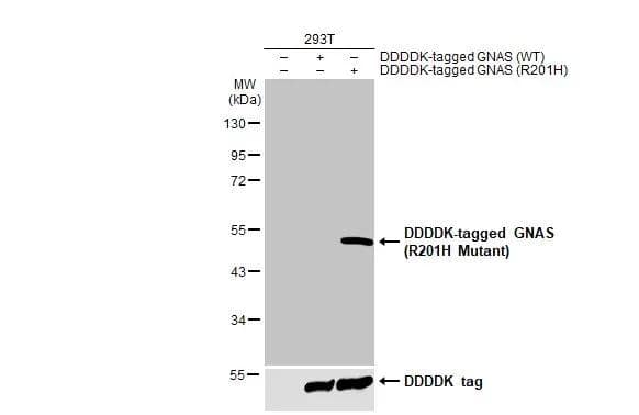 Non-transfected (-) and transfected (+) 293T whole cell extracts (30 ug) were separated by 10% SDS-PAGE, and the membrane was blotted with GNAS (R201H Mutant) antibody (NBP3-13455) diluted at 1:5000. The HRP-conjugated anti-rabbit IgG antibody  was used to detect the primary antibody. 