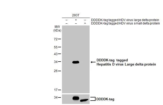 Non-transfected (-) and transfected (+) 293T whole cell extracts were separated by 12% SDS-PAGE, and the membrane was blotted with Hepatitis D virus Large delta protein antibody (NBP3-13459) diluted at 1:5000. The HRP-conjugated anti-rabbit IgG antibody  was used to detect the primary antibody. 