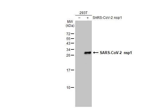 Non-transfected (-) and transfected (+) 293T whole cell extracts (30 ug) were separated by 15% SDS-PAGE, and the membrane was blotted with SARS-CoV-2 (COVID-19) nsp1 antibody (NBP3-13462) diluted at 1:5000. The HRP-conjugated anti-rabbit IgG antibody  was used to detect the primary antibody. 
