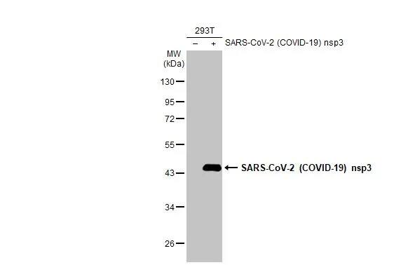 Western Blot: SARS-CoV-2 nsp3 Antibody [NBP3-13463] - Non-transfected (-) and transfected (+) 293T whole cell extracts (30 ug) were separated by 10% SDS-PAGE, and the membrane was blotted with SARS-CoV-2 nsp3 antibody (NBP3-13463) diluted at 1:5000. The HRP-conjugated anti-rabbit IgG antibody  was used to detect the primary antibody.