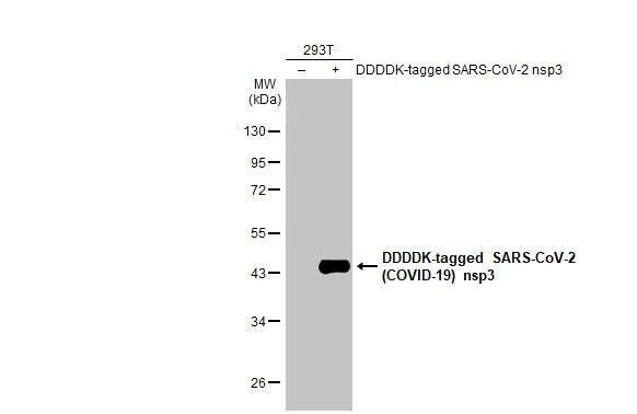 Non-transfected (-) and transfected (+) 293T whole cell extracts (30 ug) were separated by 10% SDS-PAGE, and the membrane was blotted with SARS-CoV-2 (COVID-19) nsp3 antibody (NBP3-13463) diluted at 1:5000. The HRP-conjugated anti-rabbit IgG antibody  was used to detect the primary antibody. 