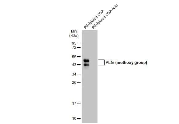 PEGylated OVA (1 ug) were separated by 12% SDS-PAGE, and the membrane was blotted with PEG (methoxy group) antibody (NBP3-13464) diluted at 1:200000. The HRP-conjugated anti-rabbit IgG antibody  was used to detect the primary antibody. 