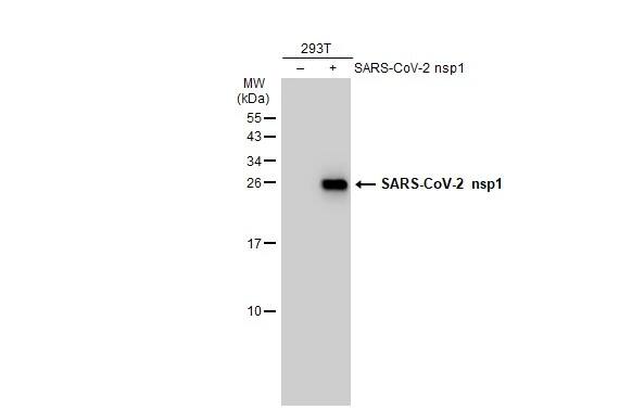 Western Blot: SARS-CoV-2 nsp1 Antibody [NBP3-13466] - Non-transfected (-) and transfected (+) 293T whole cell extracts (30 ug) were separated by 15% SDS-PAGE, and the membrane was blotted with SARS-CoV-2 nsp1 antibody (NBP3-13466) diluted at 1:5000. The HRP-conjugated anti-rabbit IgG antibody  was used to detect the primary antibody.