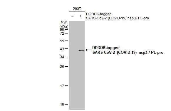 Western Blot: SARS-CoV-2 nsp3 Antibody [NBP3-13482] - Non-transfected (-) and transfected (+) 293T whole cell extracts (30 ug) were separated by 12% SDS-PAGE, and the membrane was blotted with SARS-CoV-2 nsp3 antibody (NBP3-13482) diluted at 1:5000. The HRP-conjugated anti-rabbit IgG antibody  was used to detect the primary antibody.