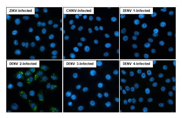 Immunocytochemistry/ Immunofluorescence Dengue Virus 2 Envelope Antibody (GT214) - Azide and BSA Free