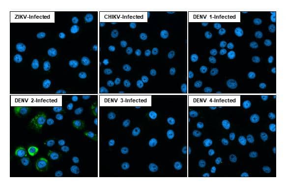 Immunocytochemistry/ Immunofluorescence Dengue Virus 2 Envelope Antibody (GT643) - Azide and BSA Free