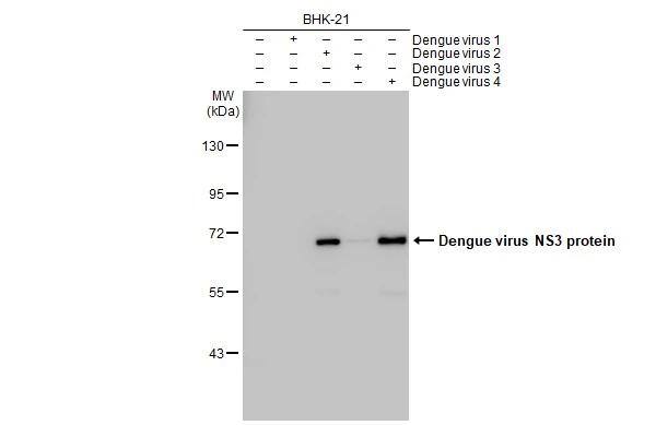 Non-infected (-) and infected (+) BHK-21 whole cell extracts were separated by 7.5% SDS-PAGE, and the membrane was blotted with Dengue virus NS3 protein antibody [GT2811] (NBP3-13491) diluted at 1:5000. The HRP-conjugated anti-mouse IgG antibody  was used to detect the primary antibody. 