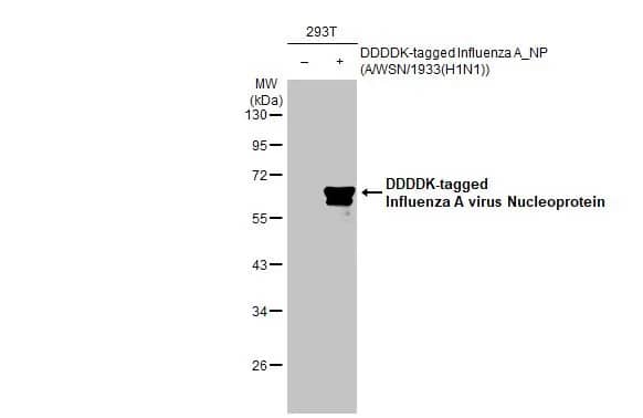 Western Blot: Influenza A H1N1 Nucleoprotein Antibody (GT1236) - (A/WSN/1933) [NBP3-13493] - Non-transfected (-) and transfected (+) 293T whole cell extracts (30 ug) were separated by 10% SDS-PAGE, and the membrane was blotted with Influenza A H1N1 Nucleoprotein antibody [GT1236] (NBP3-13493) diluted at 1:5000. The HRP-conjugated anti-mouse IgG antibody  was used to detect the primary antibody.