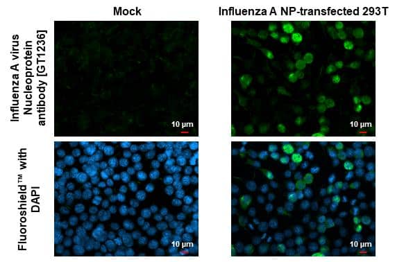 Influenza A virus Nucleoprotein antibody [GT1236] detects Influenza A virus Nucleoprotein protein by immunofluorescent analysis.Sample: Mock and transfected 293T cells were fixed in ice-cold MeOH for 5 min.Green: Influenza A virus Nucleoprotein stained by Influenza A virus Nucleoprotein antibody [GT1236] (NBP3-13493) diluted at 1:500.Blue: Fluoroshield with DAPI . 