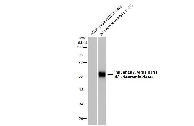 Western Blot: Influenza A H1N1 Neuraminidase Antibody (GT172) - (A/WSN/1933) [NBP3-13494] - Influenza A viral lysates were separated by 10% SDS-PAGE, and the membrane was blotted with Influenza A H1N1 Neuraminidase antibody [GT172] (NBP3-13494) diluted at 1:1000. The HRP-conjugated anti-mouse IgG antibody  was used to detect the primary antibody.