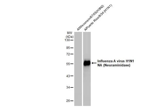 Western Blot: Influenza A H1N1 Neuraminidase Antibody (GT288) - (A/WSN/1933) [NBP3-13495] - Influenza A viral lysates were separated by 10% SDS-PAGE, and the membrane was blotted with Influenza A H1N1 Neuraminidase antibody [GT288] (NBP3-13495) diluted at 1:1000. The HRP-conjugated anti-mouse IgG antibody  was used to detect the primary antibody.