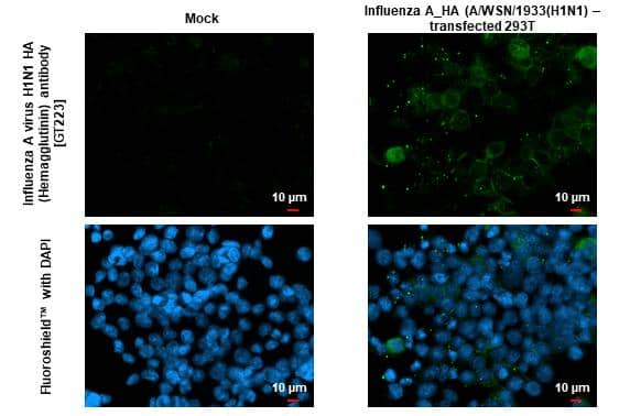 Immunocytochemistry/ Immunofluorescence Influenza A H1N1 Hemagglutinin Antibody (GT223) - (A/WSN/1933) - Azide and BSA Free