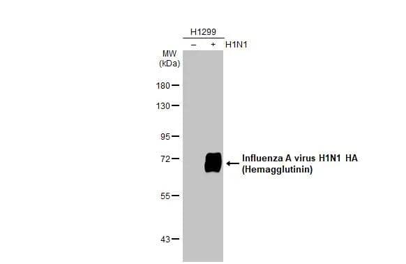 Western Blot Influenza A H1N1 Hemagglutinin Antibody (GT223) - (A/WSN/1933) - Azide and BSA Free