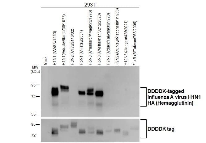 Western Blot Influenza A H1N1 Hemagglutinin Antibody (GT223) - (A/WSN/1933) - Azide and BSA Free