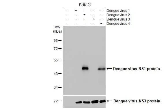 Western Blot Dengue Virus NS1 protein Antibody (GT4212) - Azide and BSA Free