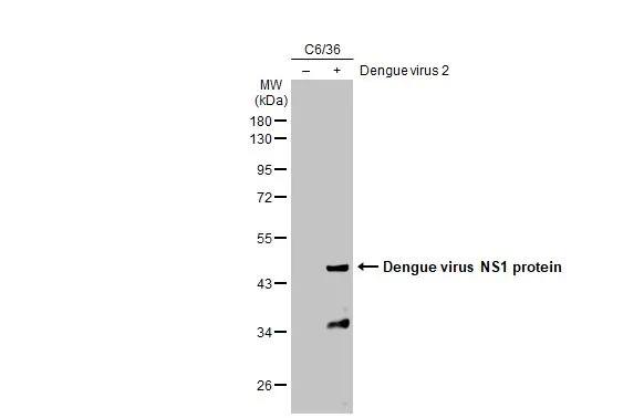 Western Blot Dengue Virus NS1 protein Antibody (GT4212) - Azide and BSA Free