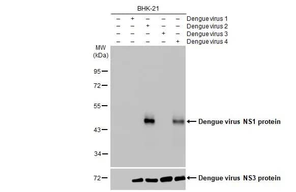 Western Blot: Dengue Virus NS1 protein Antibody (GT1061) [NBP3-13504] - Non-infected (-) and infected (+) BHK-21 whole cell extracts were separated by 10% SDS-PAGE, and the membrane was blotted with Dengue Virus NS1 protein antibody [GT1061] (NBP3-13504) diluted at 1:5000. The HRP-conjugated anti-mouse IgG antibody  was used to detect the primary antibody.