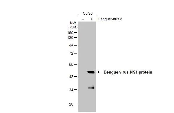 Western Blot: Dengue Virus NS1 protein Antibody (GT1061) [NBP3-13504] - Non-infected (-) and infected (+) C6/36 whole cell extracts (15 ug) were separated by 10% SDS-PAGE, and the membrane was blotted with Dengue Virus NS1 protein antibody [GT1061] (NBP3-13504) diluted at 1:5000. The HRP-conjugated anti-mouse IgG antibody  was used to detect the primary antibody.