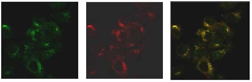 Immunocytochemistry/ Immunofluorescence SNX27 Antibody (1C6) - Azide and BSA Free