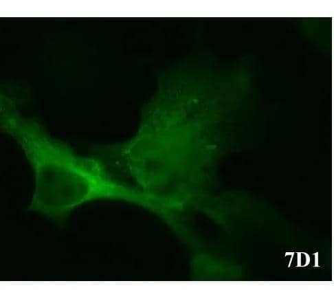 Immunocytochemistry/ Immunofluorescence CACNB3 Antibody (7D1) - Azide and BSA Free