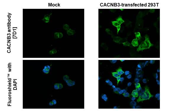 Immunocytochemistry/ Immunofluorescence CACNB3 Antibody (7D1) - Azide and BSA Free