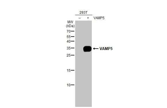 Western Blot VAMP-5 Antibody (3E5) - Azide and BSA Free