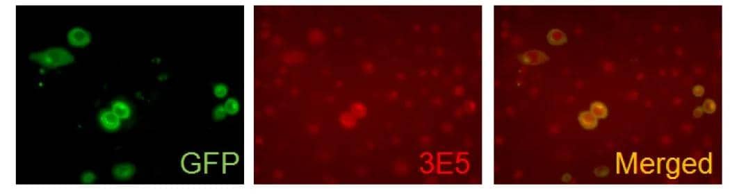 ICC/IF analysis of transfected NRK cells (V5V4-GFP) using NBP3-13515 VAMP5 antibody [3E5].Red : Primary antibody 