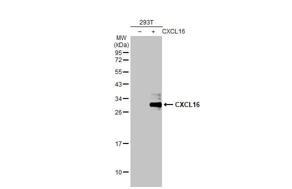 Western Blot: CXCL16 Antibody (GT516) [NBP3-13519] - Non-transfected (-) and transfected (+) 293T whole cell extracts (30 ug) were separated by 12% SDS-PAGE, and the membrane was blotted with CXCL16 antibody [GT516] (NBP3-13519) diluted at 1:1000. The HRP-conjugated anti-mouse IgG antibody  was used to detect the primary antibody.