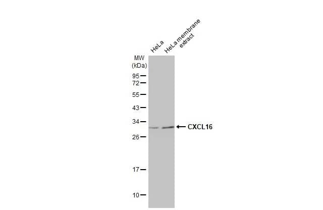 Western Blot: CXCL16 Antibody (GT516) [NBP3-13519] - HeLa whole cell and membrane extracts (30 ug) were separated by 12% SDS-PAGE, and the membrane was blotted with CXCL16 antibody [GT516] (NBP3-13519) diluted at 1:1000. The HRP-conjugated anti-mouse IgG antibody  was used to detect the primary antibody.