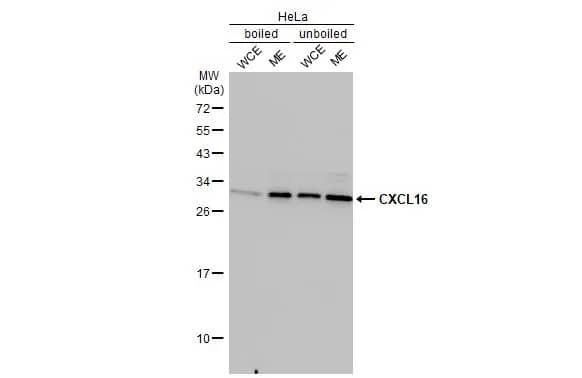 Western Blot: CXCL16 Antibody (GT516) [NBP3-13519] - HeLa whole cell extract and membrane extracts (30 ug) were separated by 12% SDS-PAGE, and the membrane was blotted with CXCL16 antibody [GT516] (NBP3-13519) diluted at 1:1000. The HRP-conjugated anti-mouse IgG antibody  was used to detect the primary antibody. (WCE: whole cell extract; ME: membrane extract)