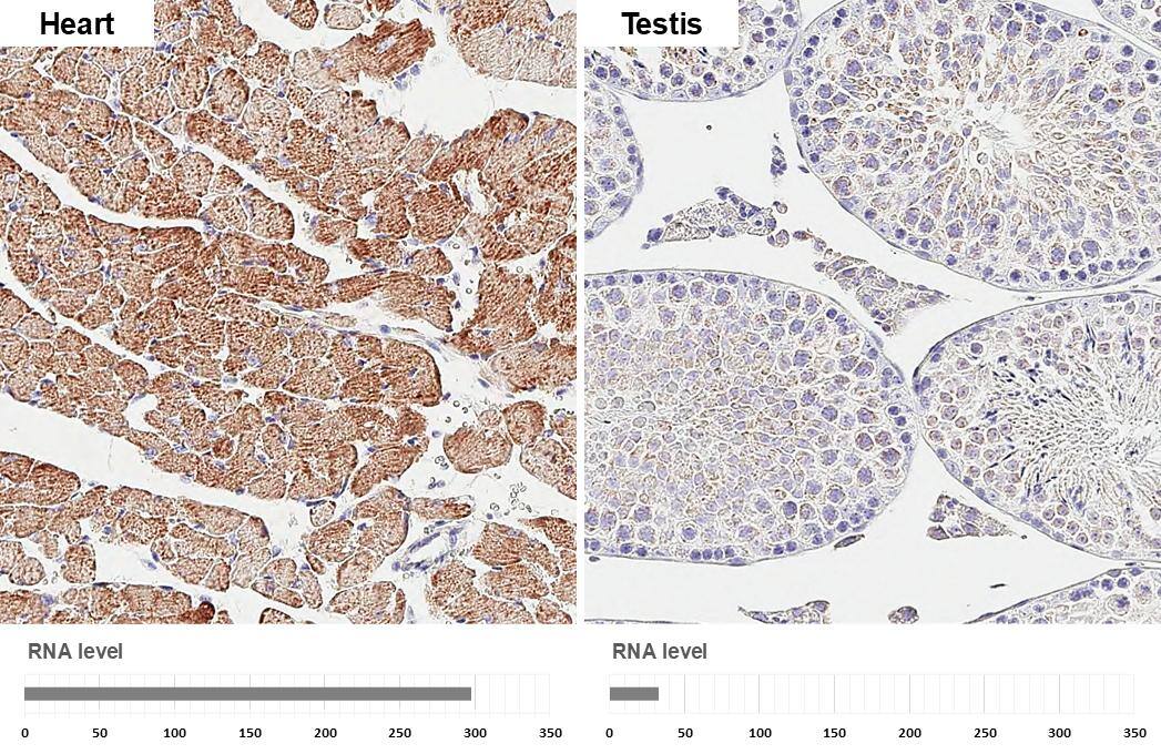 SDHA antibody [GT20710] detects SDHA protein by immunohistochemical analysis.Sample: Paraffin-embedded mouse tissues.SDHA stained by SDHA antibody [GT20710] (NBP3-13522) diluted at 1:200.Antigen Retrieval: Citrate buffer, pH 6.0, 15 min 