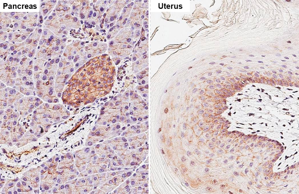 beta Catenin antibody [GT2169] detects beta Catenin protein by immunohistochemical analysis.Sample: Paraffin-embedded mouse tissues.beta Catenin stained by beta Catenin antibody [GT2169] (NBP3-13530) diluted at 1:500.Antigen Retrieval: Citrate buffer, pH 6.0, 15 min 