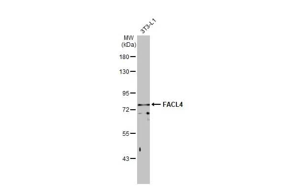 Western Blot: FACL4 Antibody (GT186) [NBP3-13533] - Whole cell extract (30 ug) was separated by 7.5% SDS-PAGE, and the membrane was blotted with FACL4 antibody [GT186] (NBP3-13533) diluted at 1:500. The HRP-conjugated anti-mouse IgG antibody  was used to detect the primary antibody.