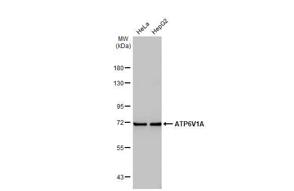 Various whole cell extracts (30 ug) were separated by 7.5% SDS-PAGE, and the membrane was blotted with ATP6V1A antibody [GT811] (NBP3-13541) diluted at 1:1000. The HRP-conjugated anti-mouse IgG antibody  was used to detect the primary antibody. 