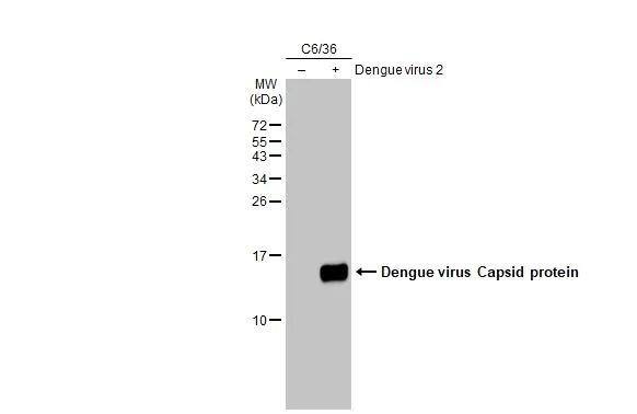 Non-infected (-) and infected (+) C6/36 whole cell extracts (15 ug) were separated by 15% SDS-PAGE, and the membrane was blotted with Dengue virus Capsid protein antibody [GT574] (NBP3-13551) diluted at 1:1000. The HRP-conjugated anti-mouse IgG antibody  was used to detect the primary antibody. 