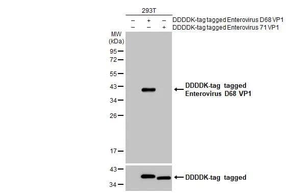 Non-transfected (-) and transfected (+) 293T whole cell extracts (30 ug) were separated by 12% SDS-PAGE, and the membrane was blotted with Enterovirus D68 VP1 antibody [GT11610] (NBP3-13557) diluted at 1:5000. The HRP-conjugated anti-mouse IgG antibody  was used to detect the primary antibody. 